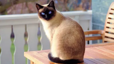 Тайская кошка: домашние животные