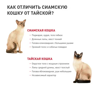 Тайская кошка очень ласковая и отличается большим дружелюбием по отношению  к членам своей семьи. Тайская порода способна сильно привязываться к семье.