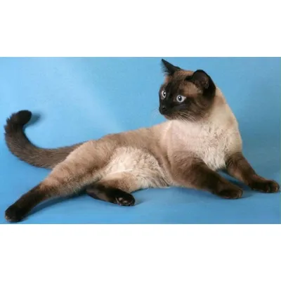 Тайская кошка: самое полное описание с фото и видео | Pet7