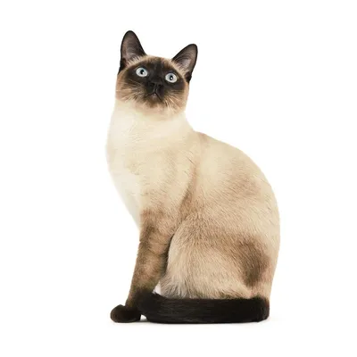 Порода кошки тайская кошка: характеристики, фото, характер, правила ухода и  содержания - Petstory