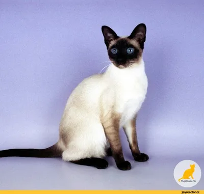 Тайская кошка - «Тайская кошка - это верный друг, маленький ребёнок и  заботливая няня. Необыкновенно ласковая, очень общительная и разговорчивая  кошка» | отзывы