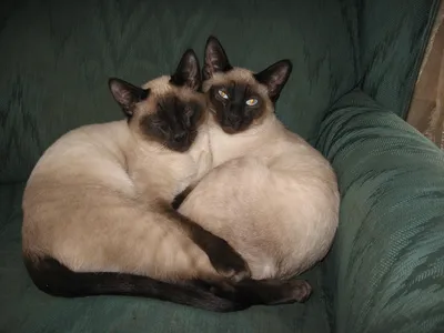 Тайские кошки: Их белая шерсть необратимо чернеет от холода. Специальные  кошки буддийских монахов | Книга животных | Дзен