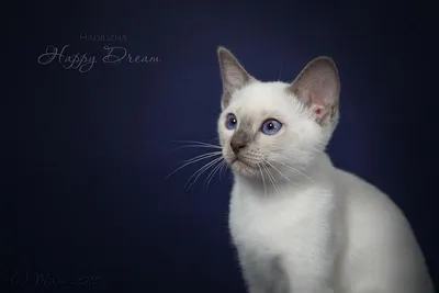 Тайская кошка: описание породы, характер, фото и стоимость котят