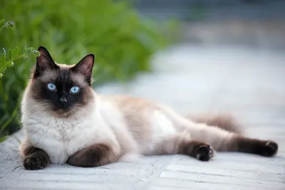 Тайская кошка — MyPets.kz