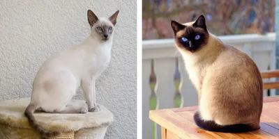 Тайские кошки: Их белая шерсть необратимо чернеет от холода. Специальные  кошки буддийских монахов | Книга животных | Дзен