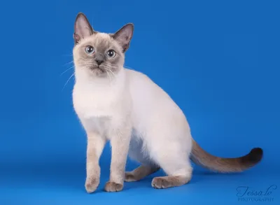 Тайские котята в Москве (@capoliveri_thai_cattery) • Instagram photos and  videos