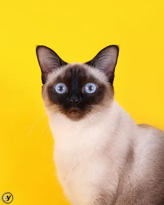 тайская кошка :: коты / смешные картинки и другие приколы: комиксы, гиф  анимация, видео, лучший интеллектуальный юмор.