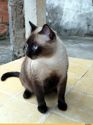 Тайская порода кошек. Всё о породе