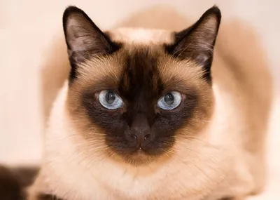 Тайская кошка — описание породы с фото и особенности ухода - Рамблер/женский