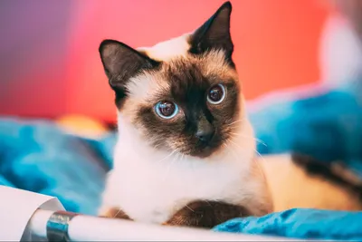 Тайская кошка - «Почему тайские кошки - особенные? Великолепная Ева,  покорившая убежденного собачника. Немного о бытовых моментах и кошачьем  здоровье. Кошка и младенец. » | отзывы