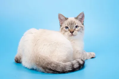 Тайская кошка: особенности 🐈 породы, окрасы, фото, характер, содержание