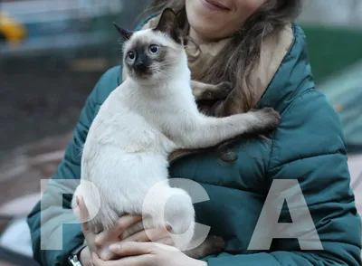 Тайские котята на продажу.