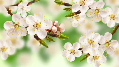 Картинки весна, цветы, макро фото, тема, ветки, вишня, красиво - обои  1920x1080, картинка №129643