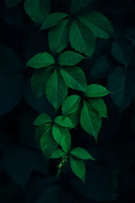 Темно зеленые вертикальные обои - 70 фото