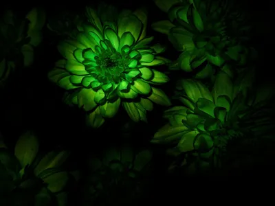 Темно зеленые цветы (54 фото) - 54 фото