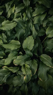 Скачать 938x1668 листья, растение, зеленый, темно-зеленый обои, картинки  iphone 8/7/6s/6 for parallax