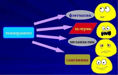 Как определить тип темперамента другого человека? - Блог Викиум