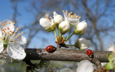 Радостной, теплой, счастливой весны, дорогие друзья! :: Nina Yudicheva –  Социальная сеть ФотоКто