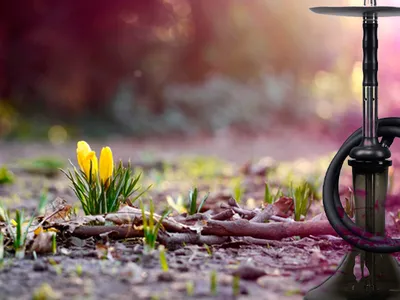 Примите самые теплые поздравления с праздником Весны и Труда! –  Администрация Привольного сельского поселения