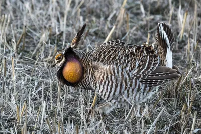 Степной тетерев (pinnatus) - eBird