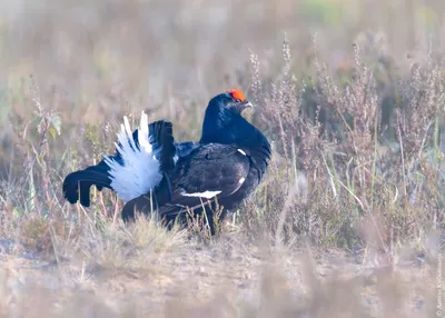 Кавказский тетерев - eBird