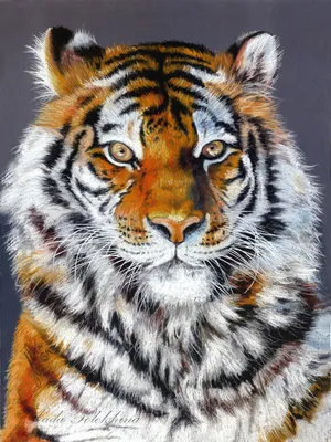 Рисунок \"Тигр\", автор Игнатенков Константин Дмитриевич