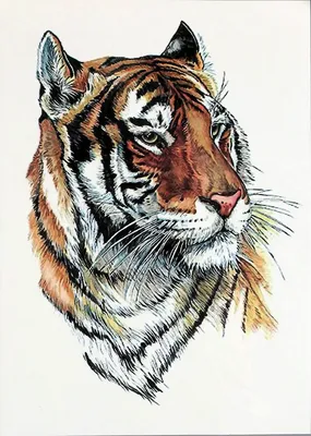 Тигры в искусстве Японии и Китая | Тигровый рисунок, Кошачий арт, Китайская  живопись
