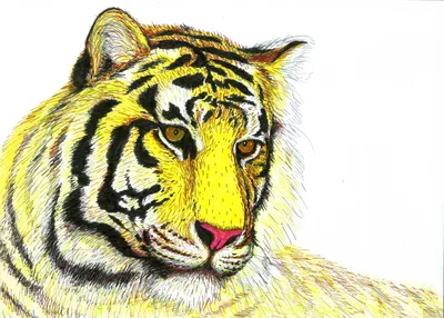 Рисунки карандашом морда тигра (59 фото) 🔥 Прикольные картинки и юмор