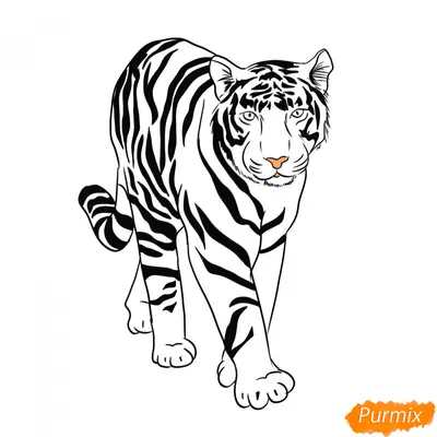 Иллюстрация Морда тигра. Акварельная иллюстрация. в стиле