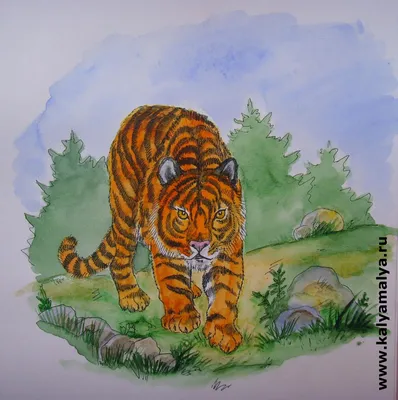 Амурский тигр рисунок для детей - 54 фото