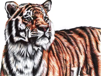 Рисунок тигра с мордой тигра слева. | Премиум Фото