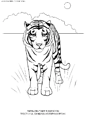 Картина на холсте \"Рисунок тигра\"