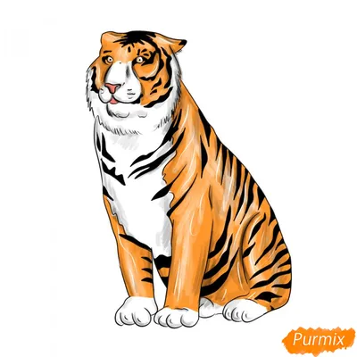 Нарисованный тигр цветными карандашами (Большое количество фото) -  drawpics.ru