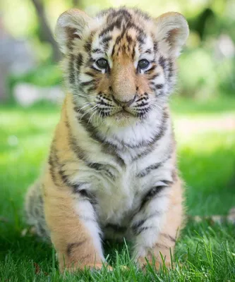 Маленький тигрёнок в траве дикого …» — создано в Шедевруме