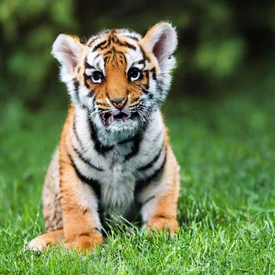 У спасенной в Приморье тигрицы Спарты родился тигренок в Швеции -  Российская газета