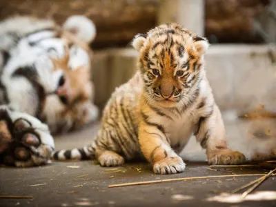 Трехмесячный тигренок Ростовского зоопарка получил свое долгожданное имя на  букву \"Я\"