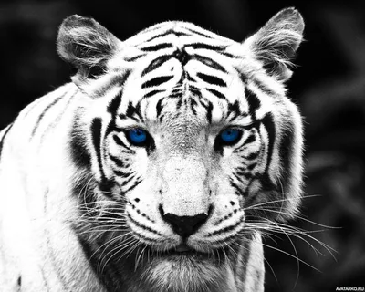 Тигр на Аватарку Мужчине - Скачать Бесплатно