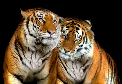 Заставка на телефон тигр - 68 фото