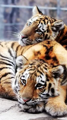 Обои Safari дикой природы постера тигра . Иллюстрация штока - иллюстрации  насчитывающей цвет, охотник: 184824201