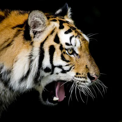 Боковой профиль: террористы взорвали сибирского тигра Стоковое Изображение  - изображение насчитывающей взорвать, тигр: 185593431
