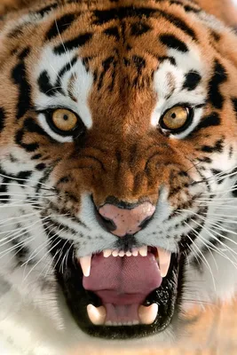 Вид Сбоку Профиль Стоящего Тигра Изолированный Белом стоковое фото  ©lifeonwhite 387123224
