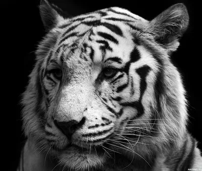 Фотография тигра для профиля (фотка) | Тигра на аву Фото №516356 скачать
