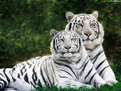 Тигры - обои - Тигры, львы - Животные - Картинки на рабочий стол