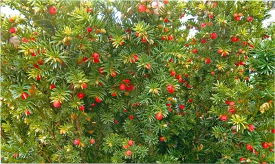 Купить Тисс ягодный (Taxus baccata) от 999 руб. в интернет-магазине  Архиленд с доставкой почтой по Москве и в регионы