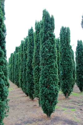 Тис ягодный (Taxus baccata) купить по цене . в Москве в садовом центре