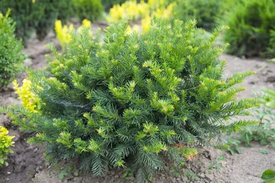 Крупномеры Тис ягодный Фастигиата Taxus baccata 'Fastigiata' | Питомник  Тайга