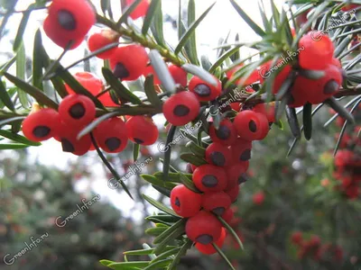 Растения Крыма::Тис ягодный