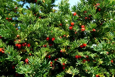 Тис ягодный 🌲 по выгодной цене 12000 руб. в Москве - купить Taxus Baccata  в питомнике «Зеленый Рай»