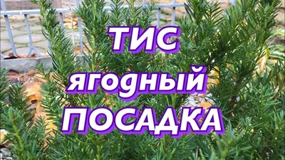 Тис ягодный золотистый Taxus baccata Semperaurea - купить в Киеве и  области, справедливая цена - Green Garth (Грин Гарт)