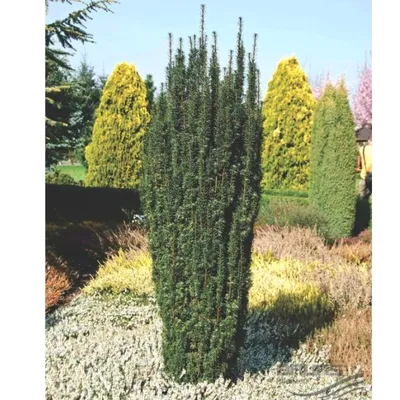 Taxus baccata 'Repandens', Тис ягодный 'Репанденс'|landshaft.info